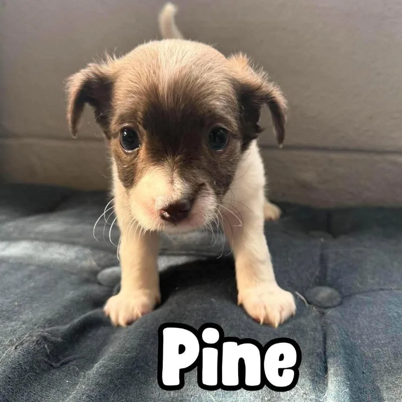 Pine thumbnail 2