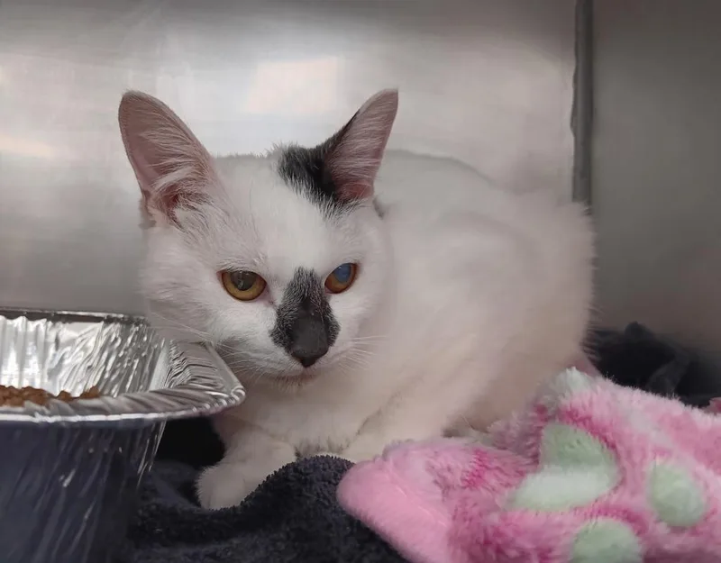 A young small-sized male Domestic Short Hair cat named Oreseur for adoption in New Braunfels, TX