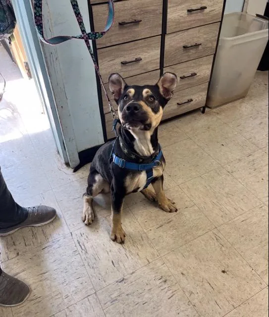 A young medium-sized male Tricolor (Brown, Black, & White) Mixed Breed dog named Maxwell for adoption in Elmwood Park, NJ