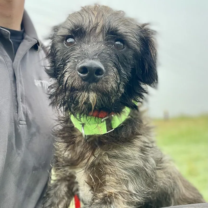 A young small-sized male Black Terrier dog named Toby for adoption in Wimberley, TX