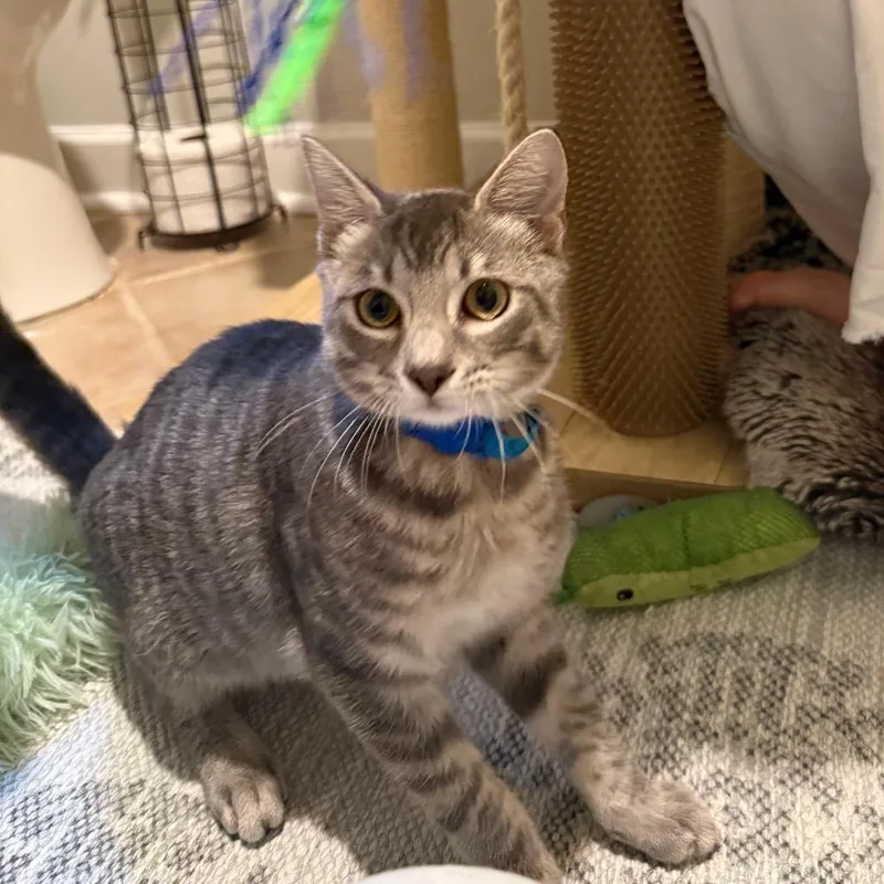 A baby medium-sized male Gray / Blue / Silver Domestic Short Hair cat named Jack for adoption in Oakton, VA