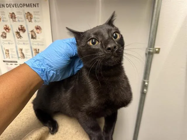 A baby small-sized male Domestic Short Hair cat named Moo for adoption in Kent, WA