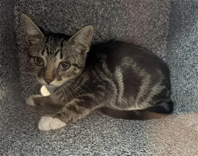 A baby medium-sized male Domestic Short Hair cat named Rune for adoption in Dallas, TX