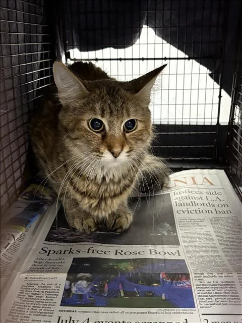 A young medium-sized female Domestic Short Hair cat named Mom for adoption in Chatsworth, CA