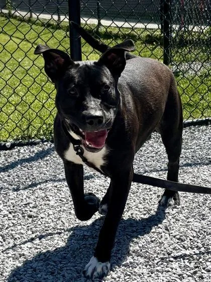 An adult large-sized male Mixed Breed dog named King for adoption in Cincinnati, OH