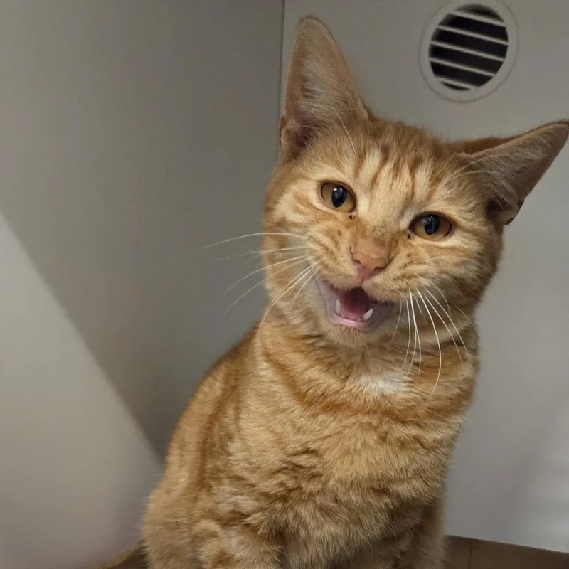 An adult medium-sized male Domestic Short Hair cat named Dubin for adoption in Voorhees, NJ