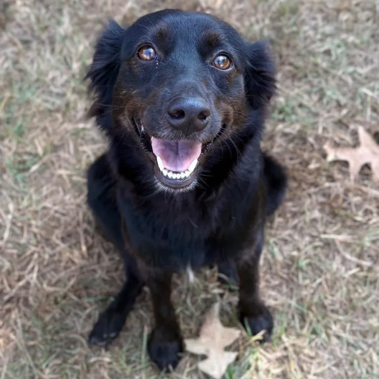 An adult small-sized female Black Mixed Breed dog named Lucy for adoption in Houston, TX