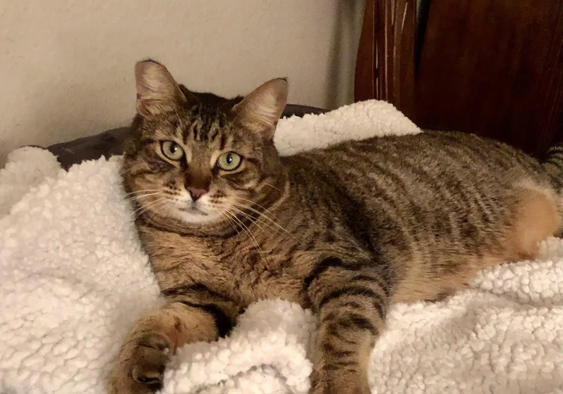 An adult small-sized female Domestic Short Hair cat named Munchkin for adoption in Mission Viejo, CA