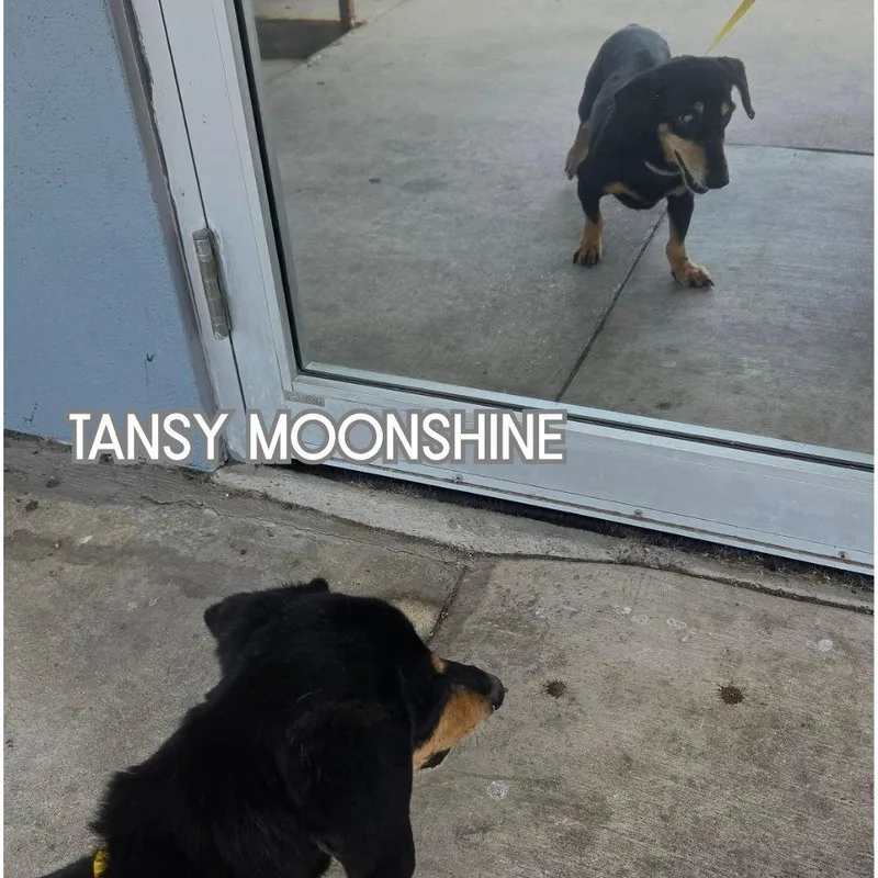 Tansy Moonshine