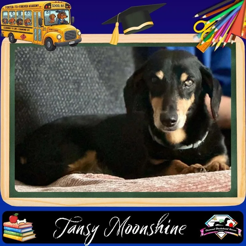 Tansy Moonshine thumbnail 2