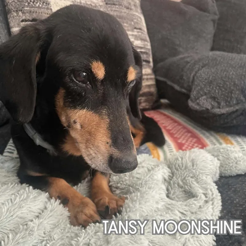 Tansy Moonshine thumbnail 3