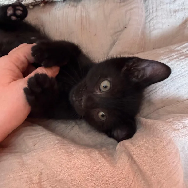 A baby small-sized male Black Domestic Short Hair cat named Taco for adoption in Middle Village, NY