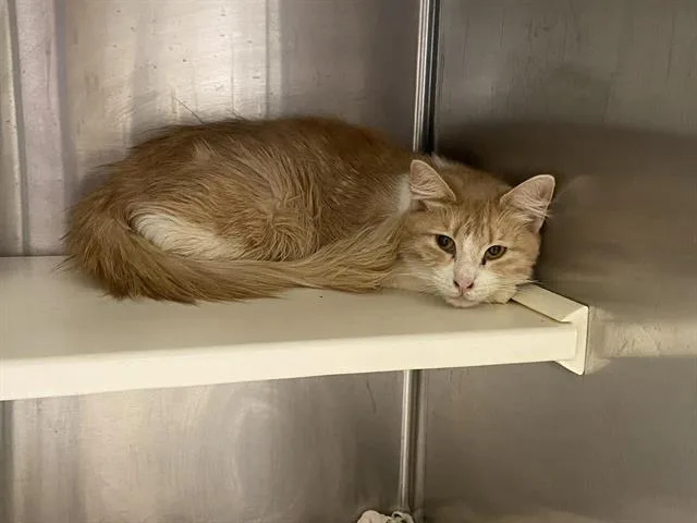 An adult medium-sized female Domestic Short Hair cat named Judith for adoption in Tustin, CA