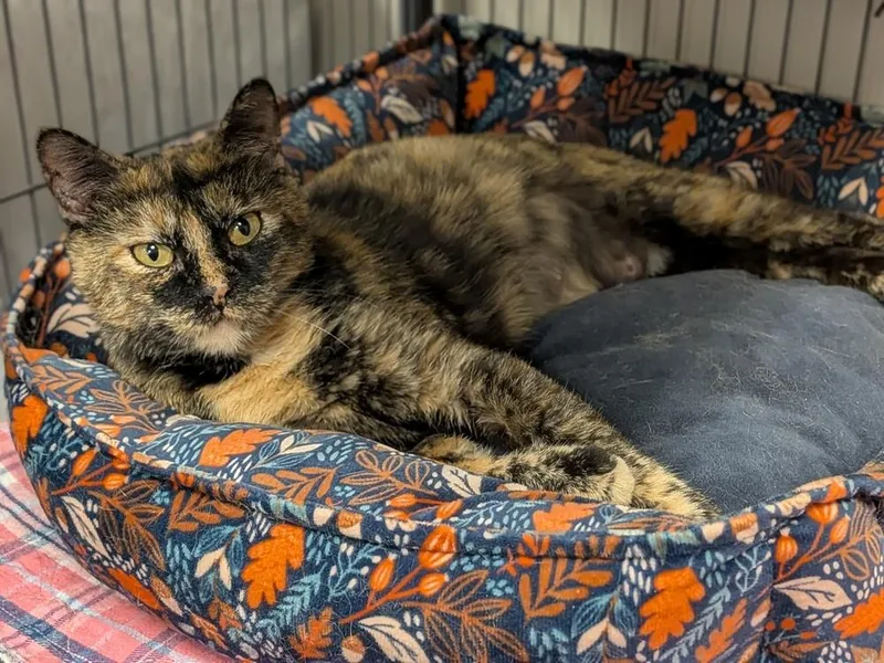 A young medium-sized female Domestic Short Hair cat named Aurora for adoption in Clinton Township, MI