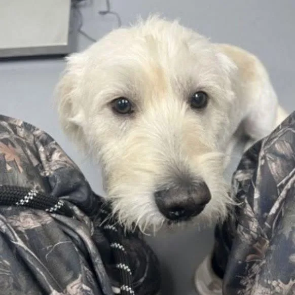 An adult medium-sized male White / Cream Mixed Breed dog named Silver for adoption in Alexandria, VA