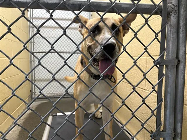 An adult large-sized male German Shepherd Dog dog named Pluto for adoption in Fairfield, CA