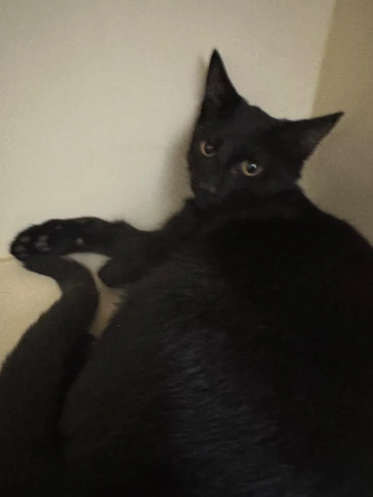 A baby medium-sized female Domestic Short Hair cat named Jelly Bean for adoption in Bloomington, IN