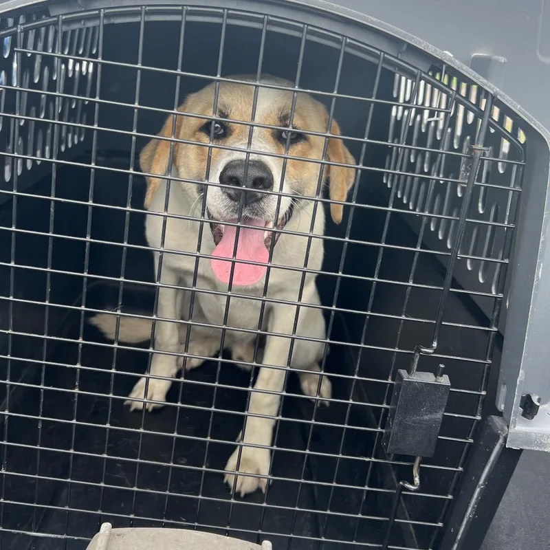A young medium-sized male Yellow / Tan / Blond / Fawn Mixed Breed dog named Ruben for adoption in Lake Jackson, TX