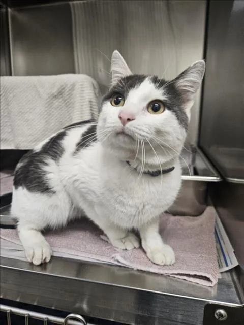 An adult medium-sized male Domestic Short Hair cat named Otis for adoption in Derwood, MD