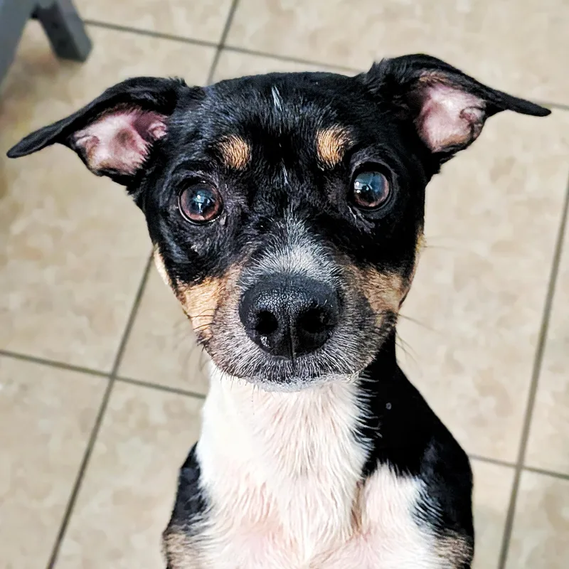 A young small-sized male Beagle dog named Bear for adoption in Eustis, FL