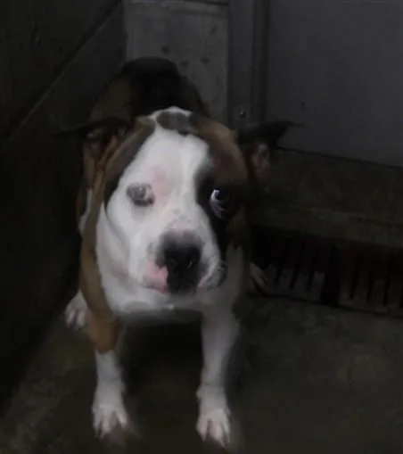 A young large-sized male Pit Bull Terrier dog named Major P for adoption in Los Angeles, CA