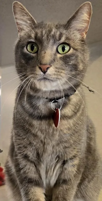 An adult medium-sized male Tabby (Gray / Blue / Silver) Domestic Short Hair cat named Sterling FIV Positive for adoption in Stanwood, WA