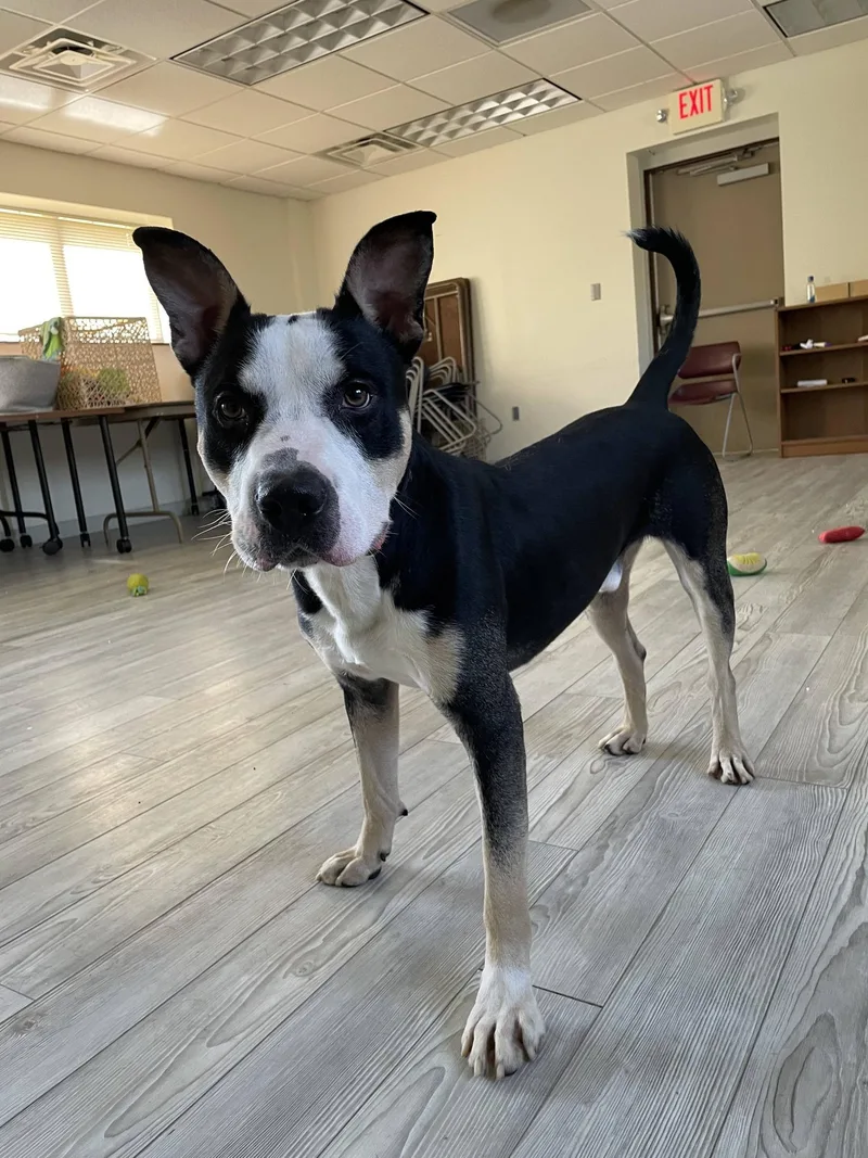 An adult medium-sized male Pit Bull Terrier dog named Lucky for adoption in South Bend, IN