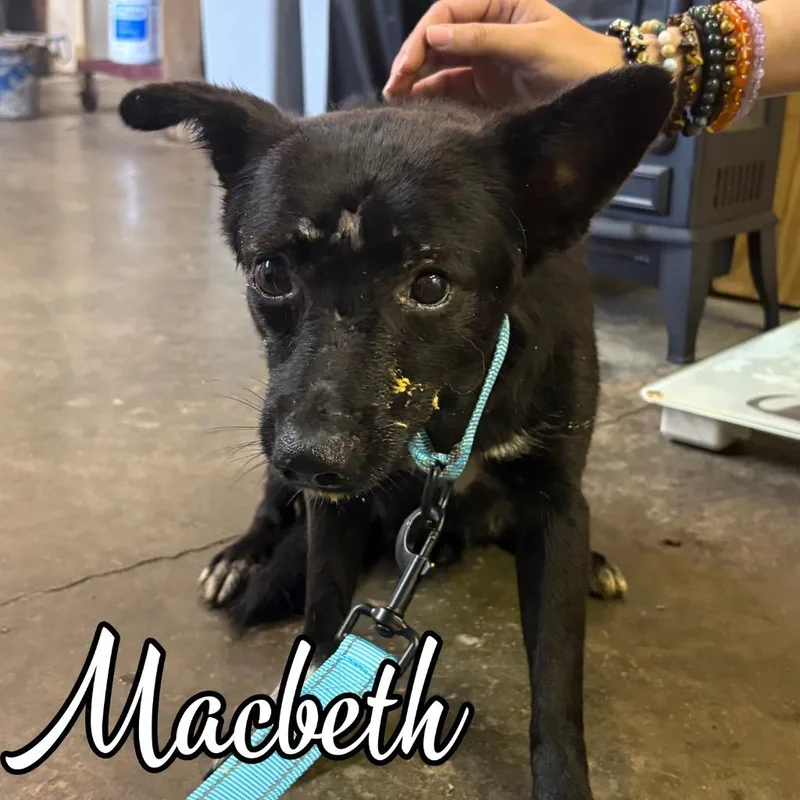 A young medium-sized male Mixed Breed dog named Mac Beth for adoption in Hillsboro, OH