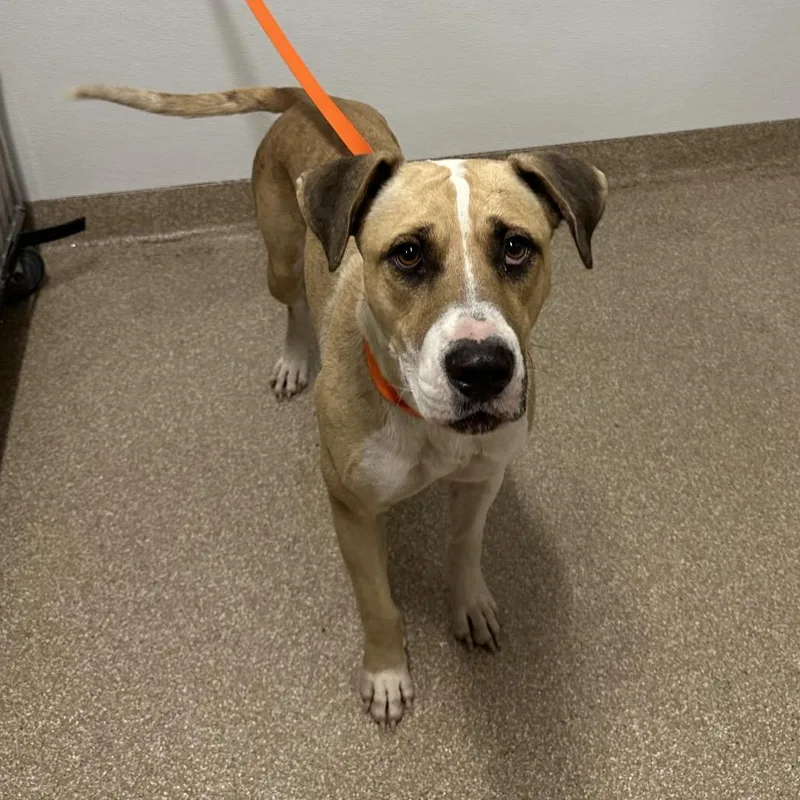 An adult medium-sized female Yellow / Tan / Blond / Fawn Mixed Breed dog named Bello for adoption in League City, TX