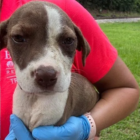 A young small-sized female Brindle Mixed Breed dog named Stormy for adoption in New York, NY