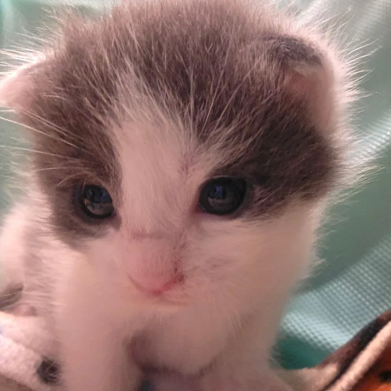 A baby small-sized male White Domestic Short Hair cat named Odysseus for adoption in Milan, IL