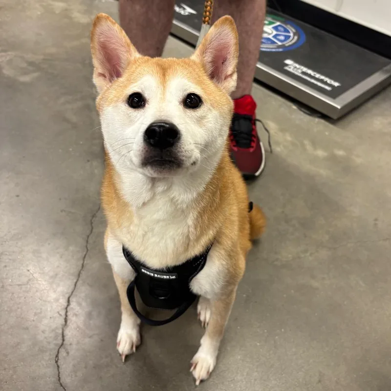 An adult medium-sized female Yellow / Tan / Blond / Fawn Shiba Inu dog named Athena for adoption in Tampa, FL