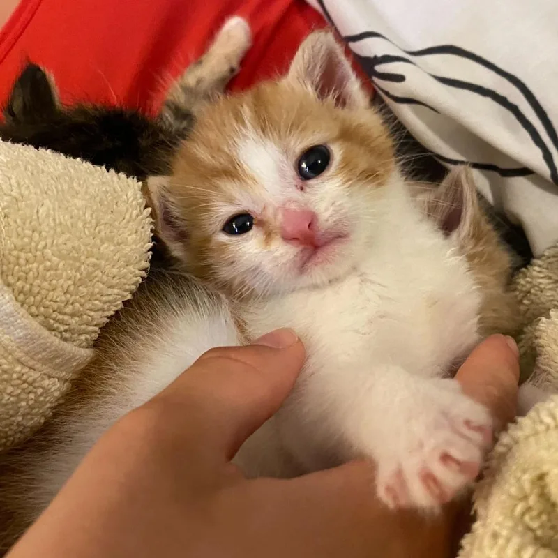 A baby small-sized male Orange / Red Domestic Short Hair cat named Alexander for adoption in Wilmington, DE