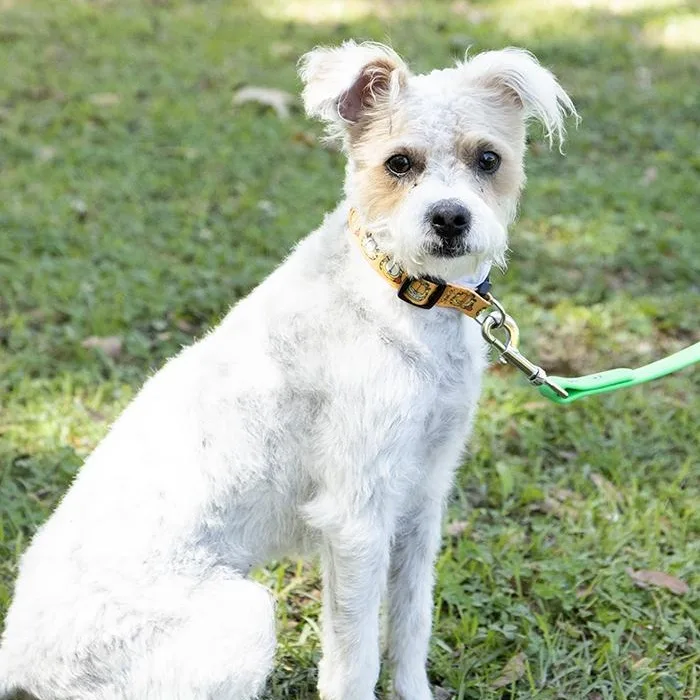 Cappuccino thumbnail 2