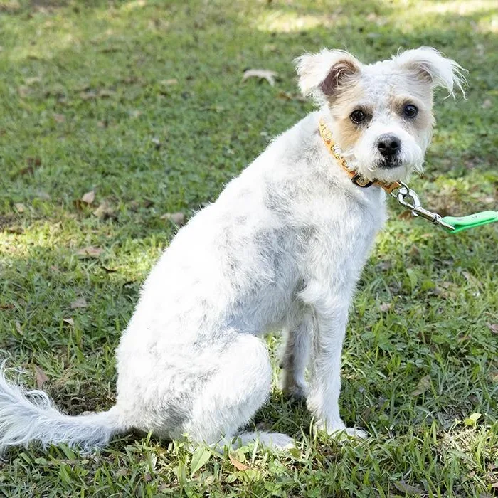 Cappuccino thumbnail 3