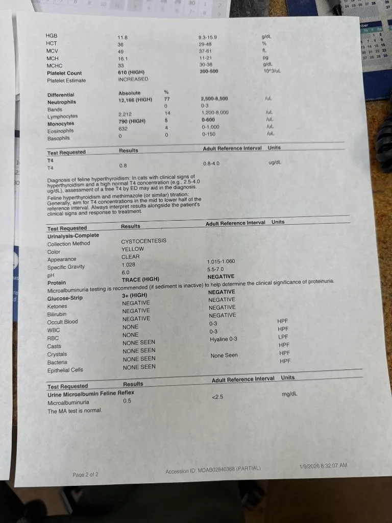 A senior medium-sized male Domestic Short Hair cat named Pedro for adoption in Meriden, CT