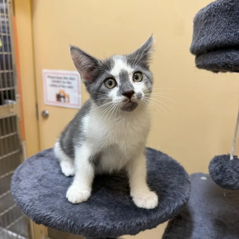 A baby small-sized male Gray / Blue / Silver Domestic Short Hair cat named Sterling for adoption in Hemet, CA