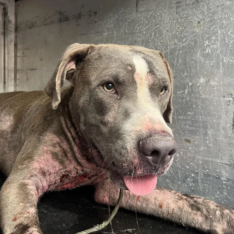 An adult large-sized male Pit Bull Terrier dog named Quasimodo for adoption in Edinburg, TX
