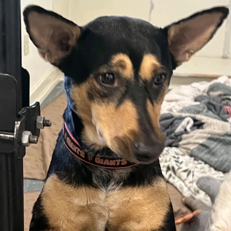 Dixie