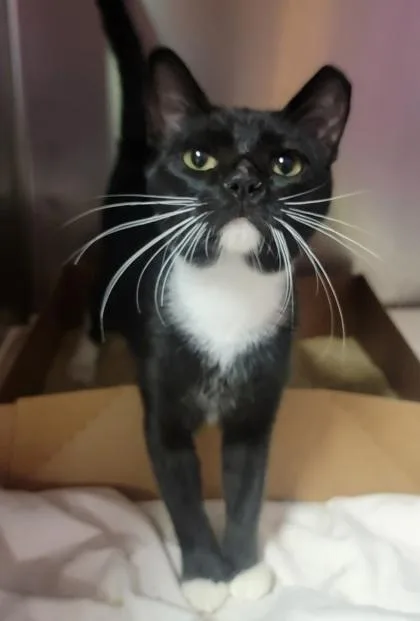 An adult medium-sized female Domestic Short Hair cat named Mango for adoption in West Chester, PA
