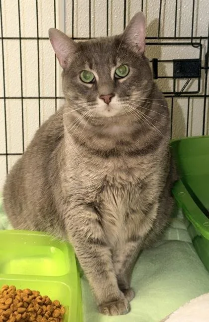 An adult extra large-sized female Domestic Short Hair cat named Potato Wedge for adoption in Bowling Green, KY