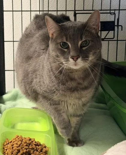 Potato Wedge thumbnail 2