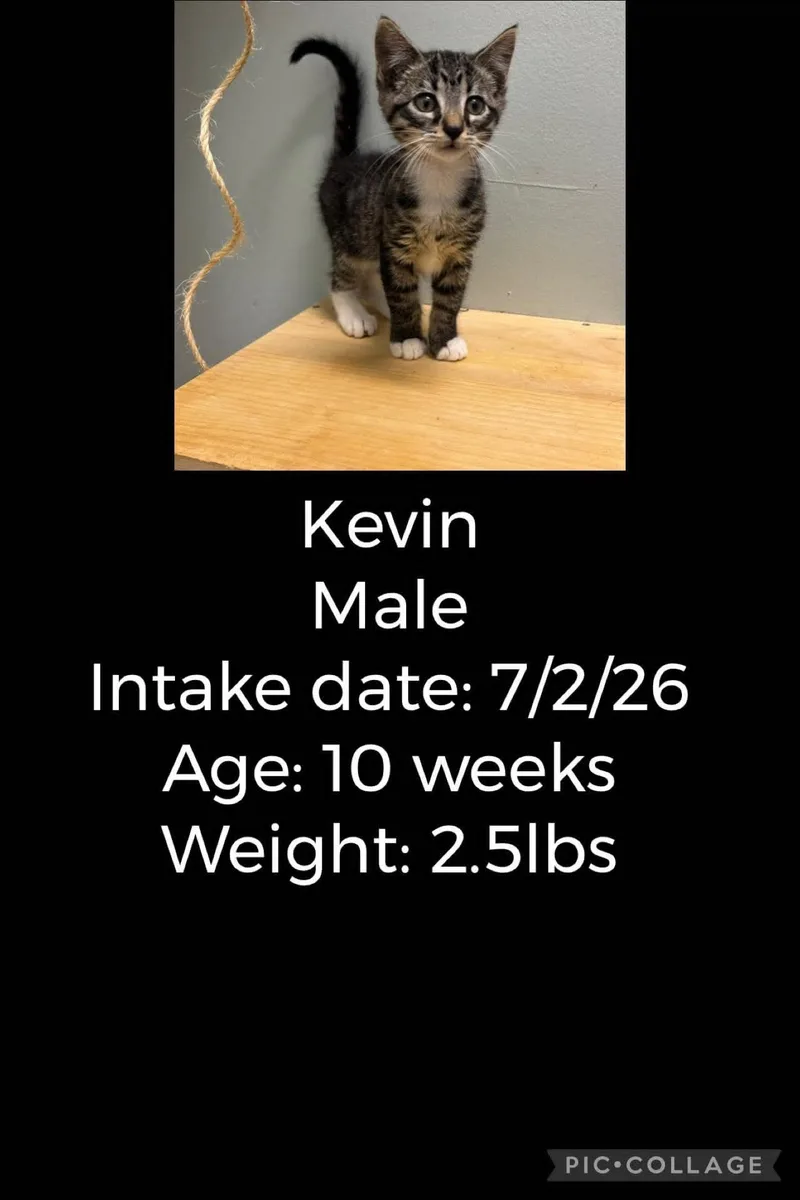 A baby small-sized male Domestic Short Hair cat named Kevin for adoption in Staffordsville, KY