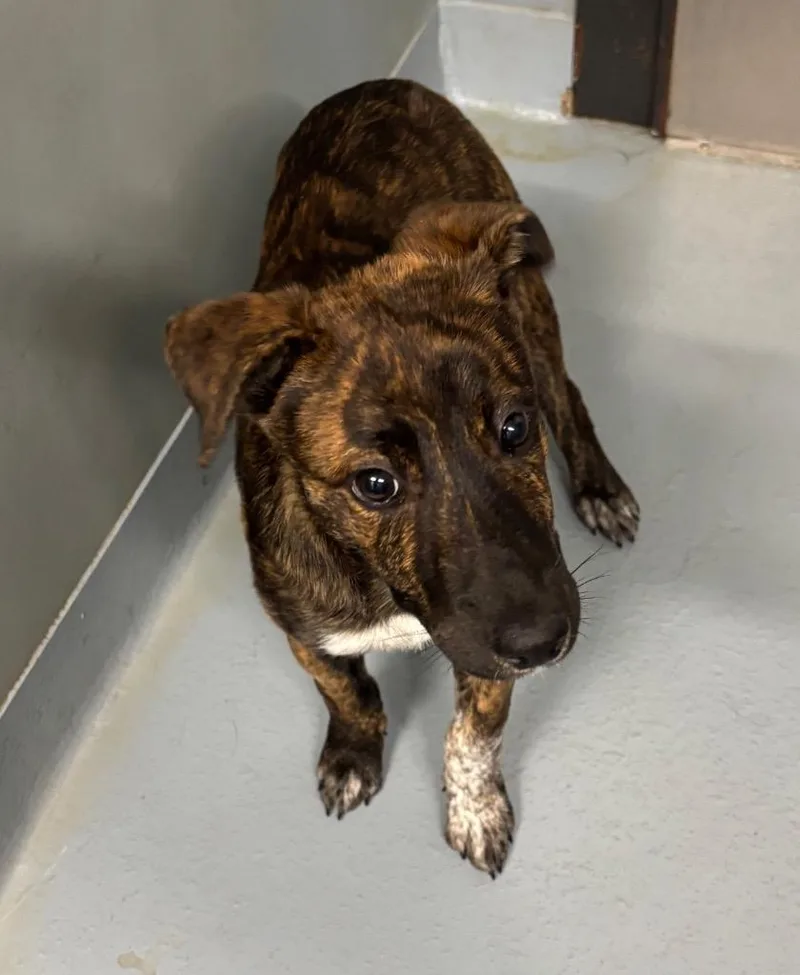 A baby medium-sized male Mixed Breed dog named Cosmo for adoption in Cartersville, GA