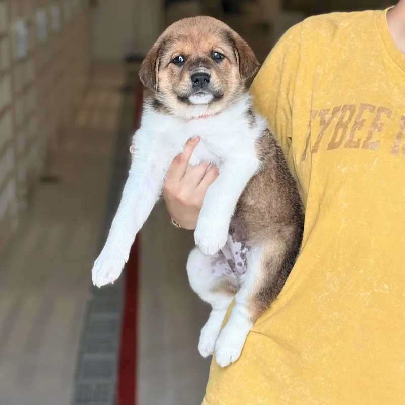 A baby medium-sized female Shepherd dog named Banksy for adoption in Chicago, IL
