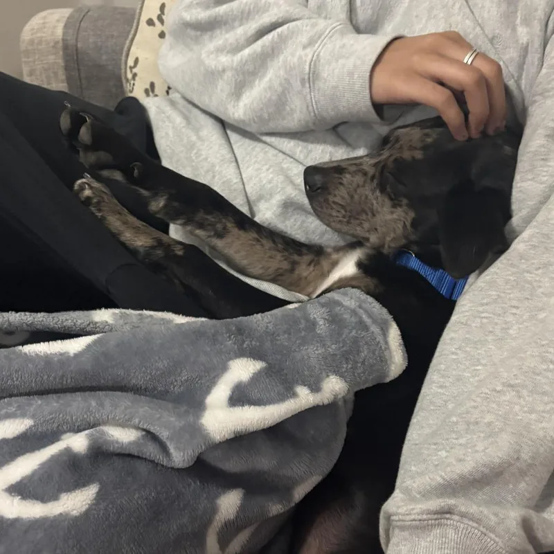 A young small-sized male Black Catahoula Leopard Dog dog named Waffles for adoption in Austin, TX