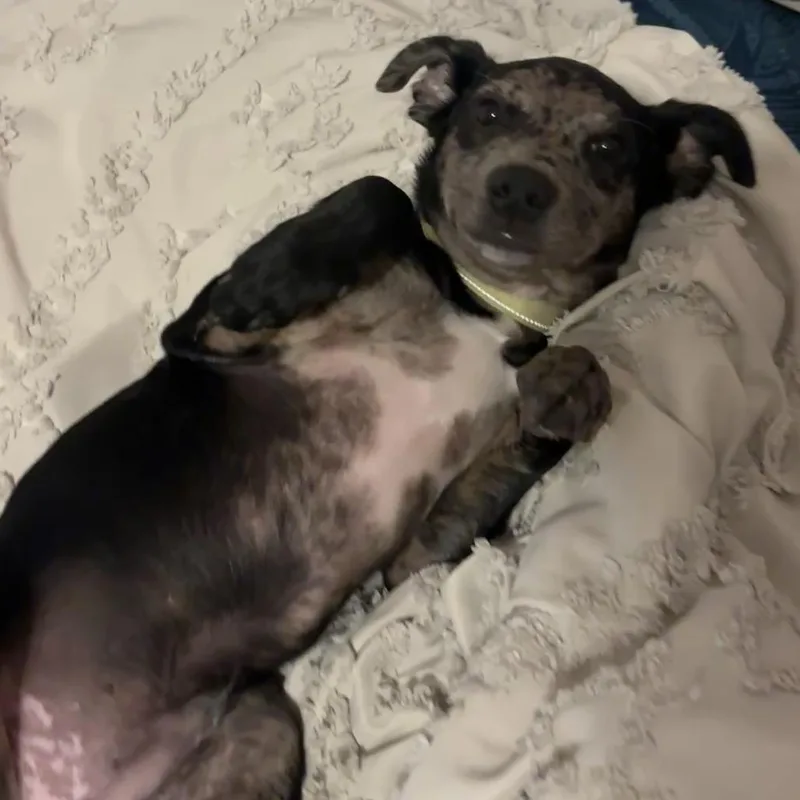 Waffles thumbnail 6