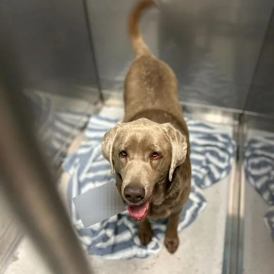 An adult large-sized female Brown / Chocolate Mixed Breed dog named Chop Suey! for adoption in Davenport, IA