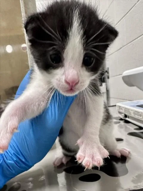 A baby small-sized male Domestic Short Hair cat named Alfalfa for adoption in Derwood, MD