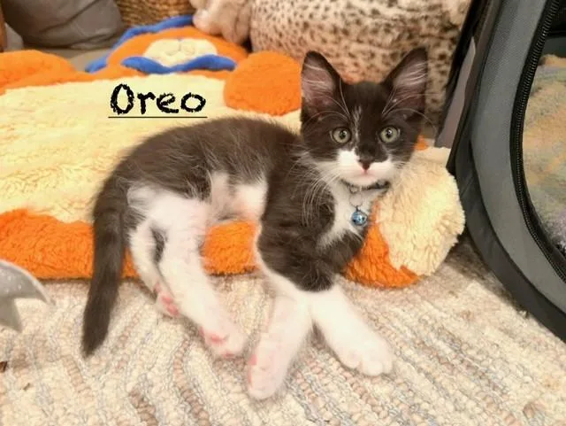 A baby small-sized male Domestic Short Hair cat named Oreo for adoption in Tustin, CA